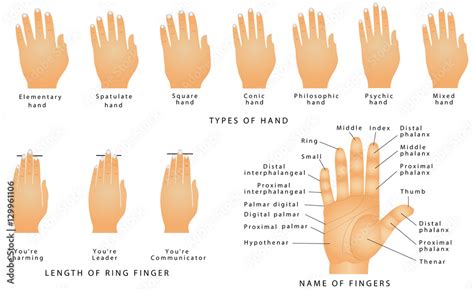 Names of the Fingers. Types of hands. Types of hands In Palmistry. Ring ...