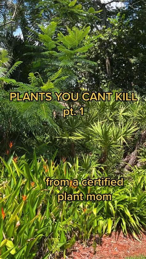 Plants You Cant Kill Easy Plants Bathroom Plants Low Water Plants