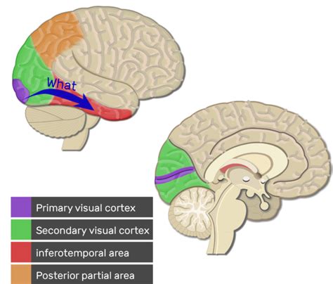 Visual Cortex Location Types And Functions Getbodysmart