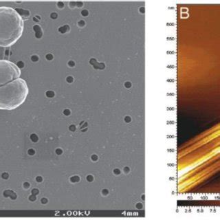 A Scanning Electron Microscopy Stm Image Of Synechocystis Strain