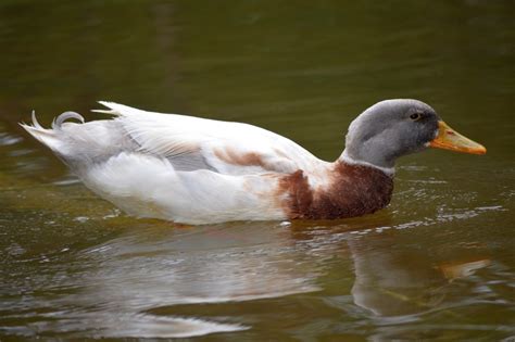 Free Images Nature Wing Pond Wildlife Wild Swim Reflection