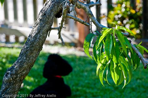 Telephoto Lens Comparison | Mastering Nature Photography