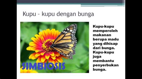 Gambar Simbiosis Mutualisme Parasitisme Dan Komensalisme Pulp