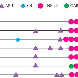 Long Terminal Repeat Ltr From Diverse Subtypes Main Transcription