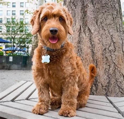 Mini Goldendoodle: A Small And Mighty Teddy Bear Mix