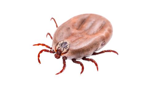 Scientists Warn Walkers That A Mild Winter Means More Ticks Sparking Fears Of Rise In Lyme