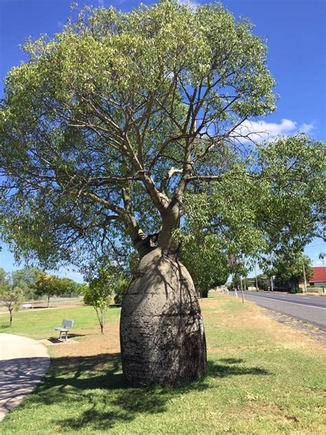 Plantfiles Pictures Narrow Leaf Bottletree Queensland Bottle Tree