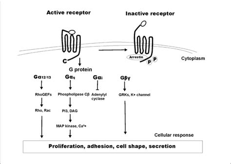 Protein Receptor Map