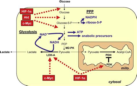 Pyruvate Into Lactate And Back From The Warburg Effect To Symbiotic