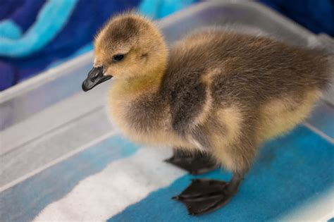 Gosling Reunite – Greenwood Wildlife Rehabilitation Center