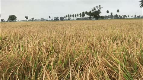 Kaveri Sona Paddy Field 🌾 Hosakera Seeds Available Youtube