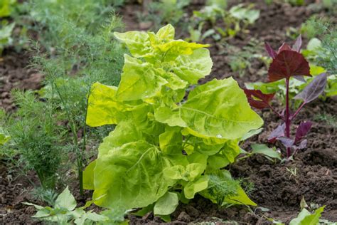 Orach: growing, care & uses - Plantura