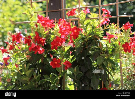 Colourful red summer flowers Stock Photo - Alamy