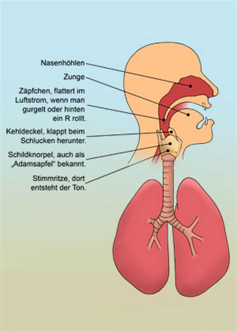 Auditorix H Ren Mit Qualit T Wie Wir Sprechen