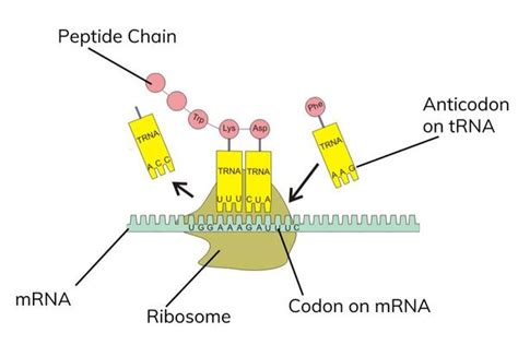 transcription translation  notes practice biology ib