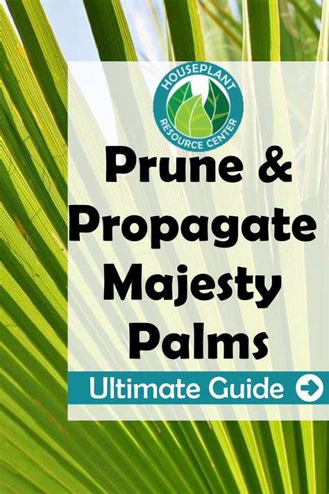 How To Care For Your Indoor Majesty Palm Artofit