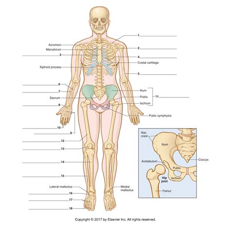 Skeleton Labeling Diagram Quizlet