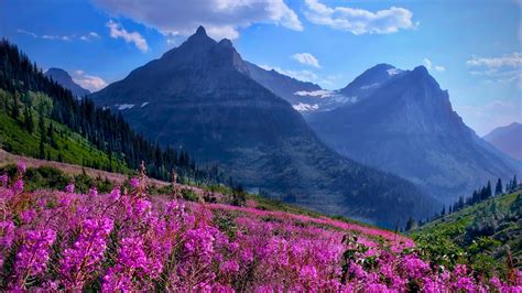 12 Of Americas Most Instagrammable Flower Fields To Visit This Spring