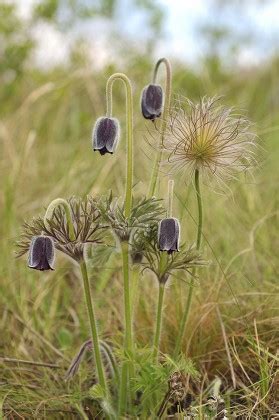 Eastern Pasque Flower Stock Pictures Editorial Images And Stock