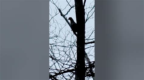 mourning doves   forest bird wildlife dove nature forestlife