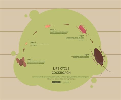 Free Life Cycle Cockroach Illustration Vector Art & Graphics ...