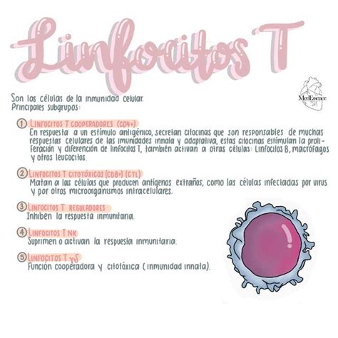 Res Menes De Linfocitos Descarga Apuntes De Linfocitos The Best Porn