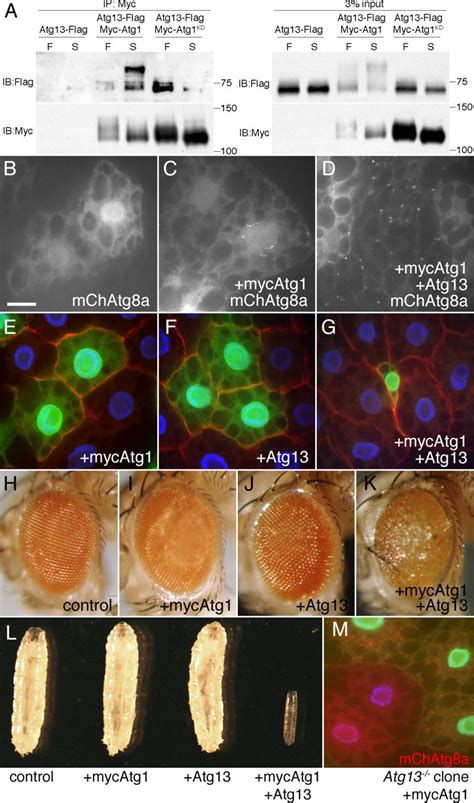 An Atg Atg Complex With Multiple Roles In Tor Mediated Autophagy