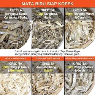 Ocean Papa Ikan Bilis Mata Biru Kopek Belum Kopek Gred A A A G