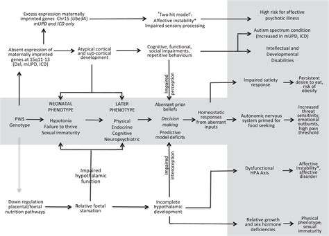 The Paradox Of Prader Willi Syndrome Revisited Making Sense Of The Phenotype Ebiomedicine