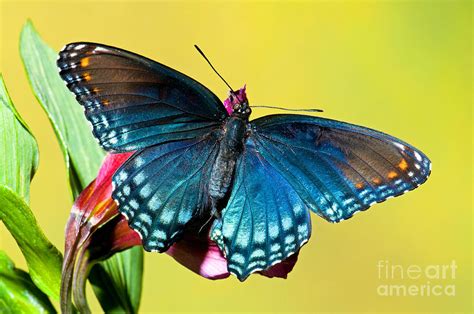 Red Spotted Purple Butterfly Photograph By Millard H Sharp Pixels