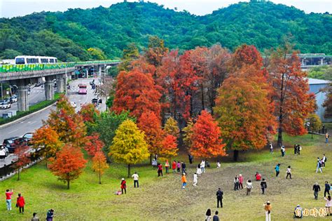 搭捷運就能到 大湖公園落羽松華麗變色 生活 自由時報電子報