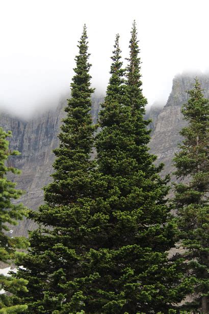 Pine Trees In The Mountains Free Stock Photo - Public Domain Pictures