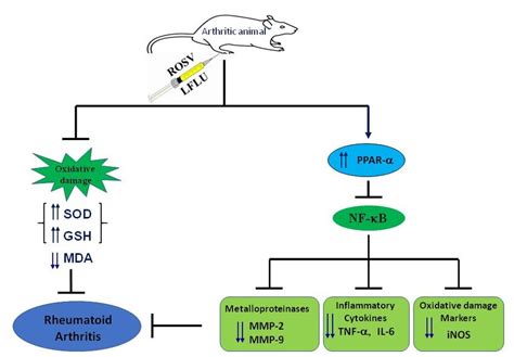 Schematic Summary Demonstrating The Modulatory Effect Of Either ROSV