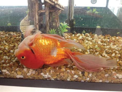 Penyakit Swim Bladder Pada Ikan Hias Dan Cara Mengobati Mencegah