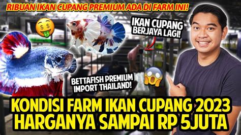 KONDISI FARM IKAN CUPANG 2023 KOK JADI BEGINI GILA BANGET HARGANYA