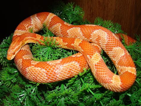 Ians Vivarium - Creamsicle Cornsnake