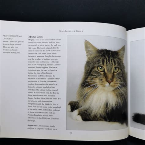 The Ultimate Guide To Cat Breeds Louisa Somerville