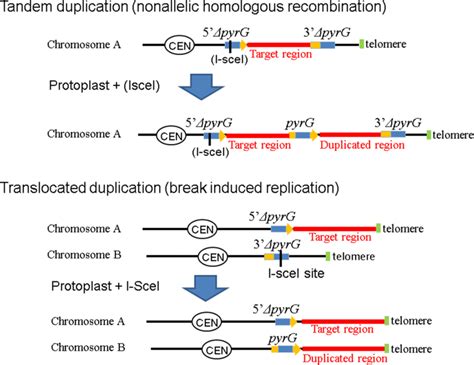 Types Of Chromosomal Duplication The Top Part Of The Figure Shows A