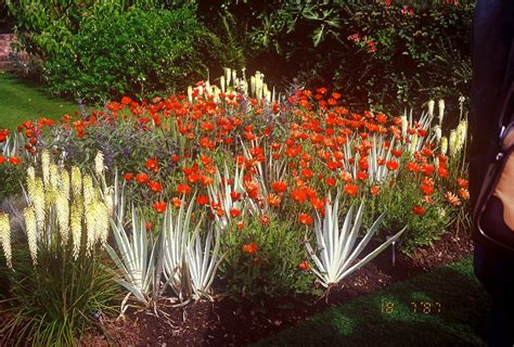 Арктотис: фото цветов, виды, сорта, выращивание из семян, посадка, уход