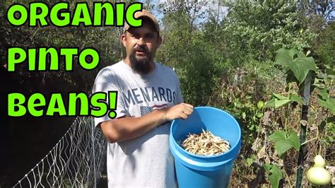 Harvesting Our Heirloom Pinto Beans. - YouTube