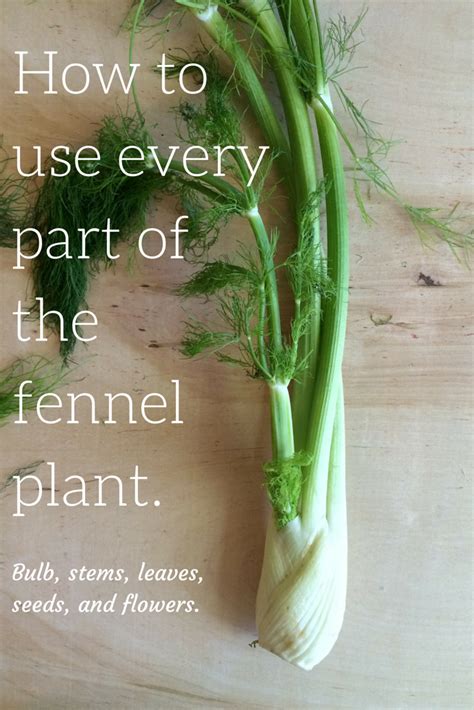 How To Cook With Every Part Of The Fennel Plant It S All Edible