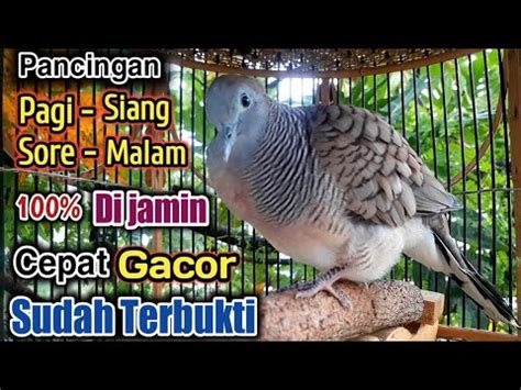 Pancingan Perkutut Lokal Gacor Ampuh Suara Seperti Ini Yang Paling Di