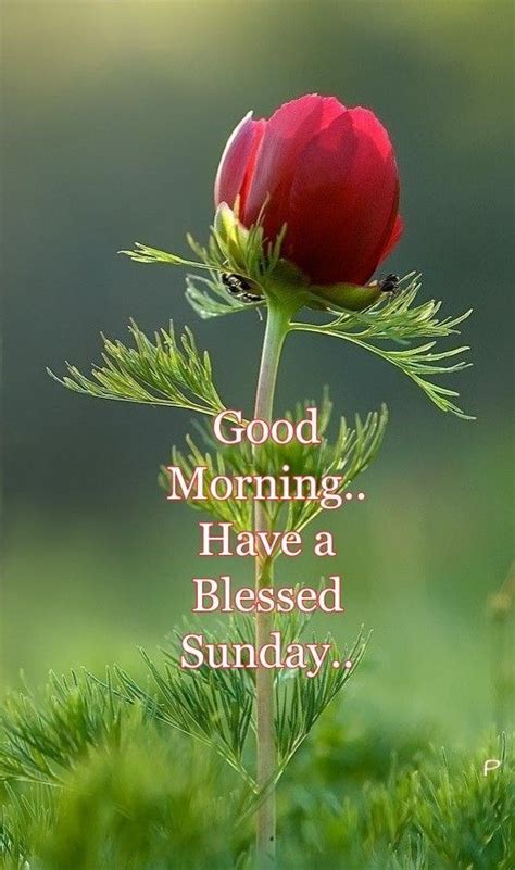 Happy Sunday Images and Quotes | Have a blessed sunday, Blessed sunday ...