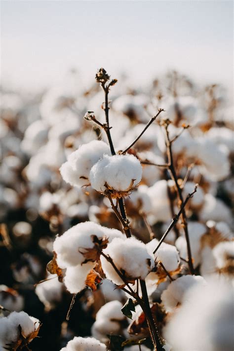 australian cotton photographic print field wallpaper nature