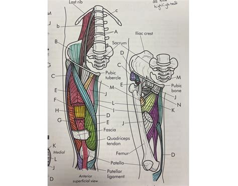 Anterior view hip muscles Quiz