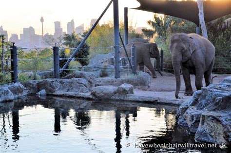 DREAMNIGHT AT TARONGA ZOO - Have Wheelchair Will Travel