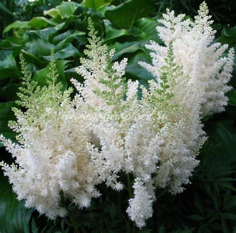 Астильба Арендса "Диамант" - Пейзажная мастерская "Мой сад"