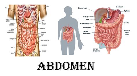 What Is Abdomen