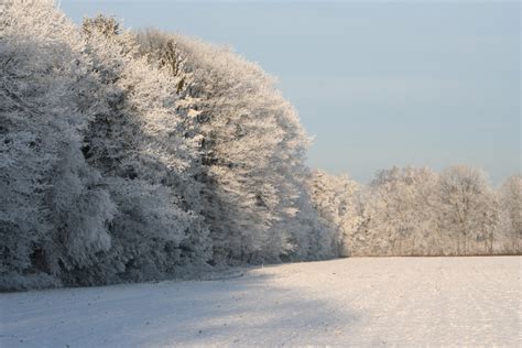 Fotos gratis paisaje árbol naturaleza nieve invierno luz de sol