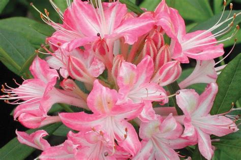 Westons Lollipop Pink Deciduous Azalea New Life Nursery